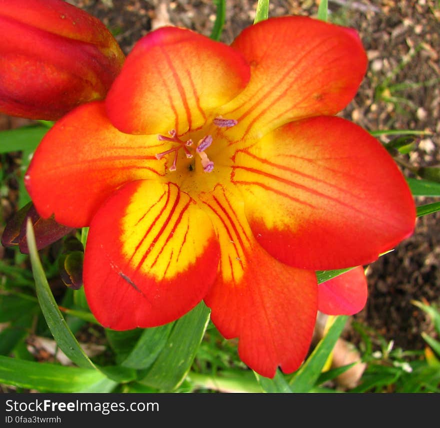 orange-and-yellow freesia