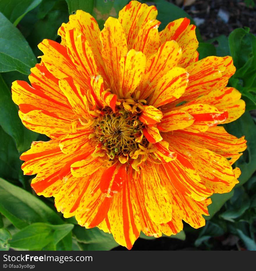 red and yellow striped dahlia