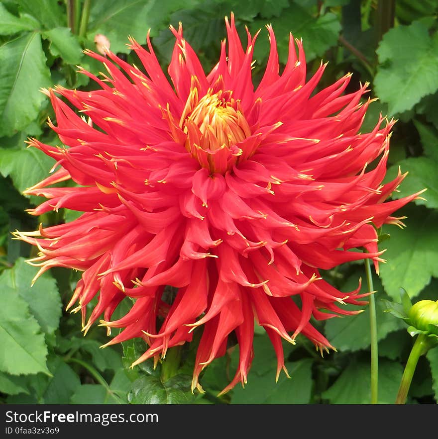 red double cactus dahlia