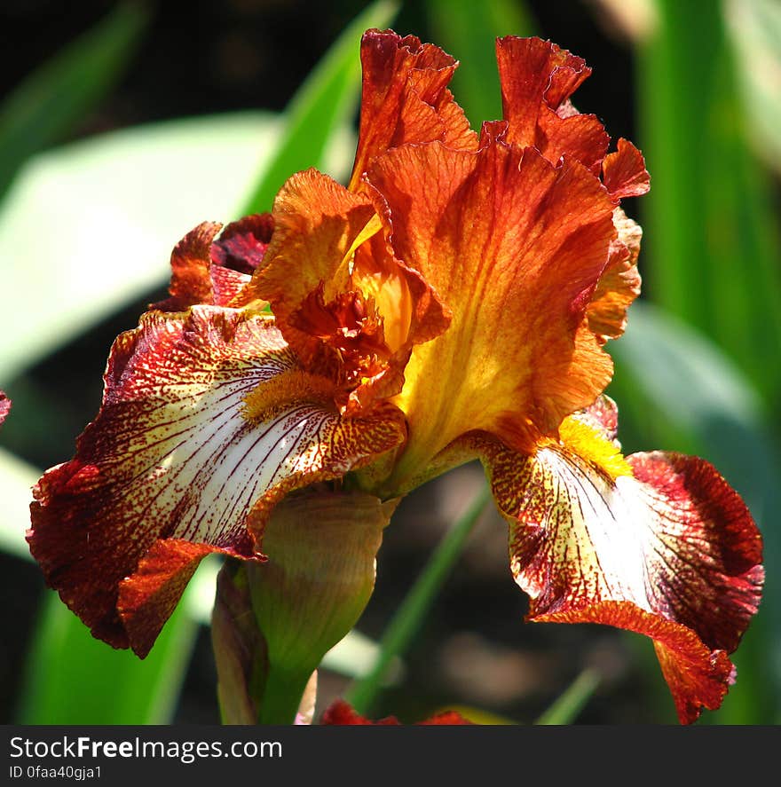 red-and-white bearded iris