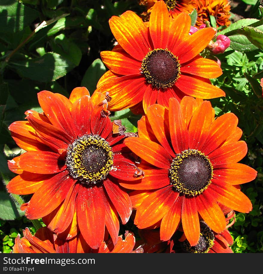 orange daisylike flowers