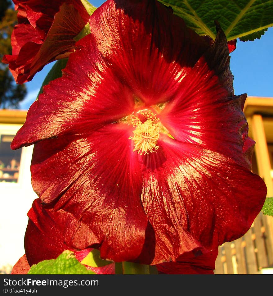 red hollyhock