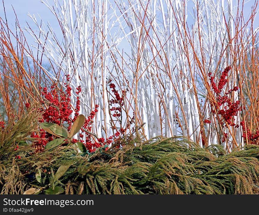 Winter planter. Winter planter.