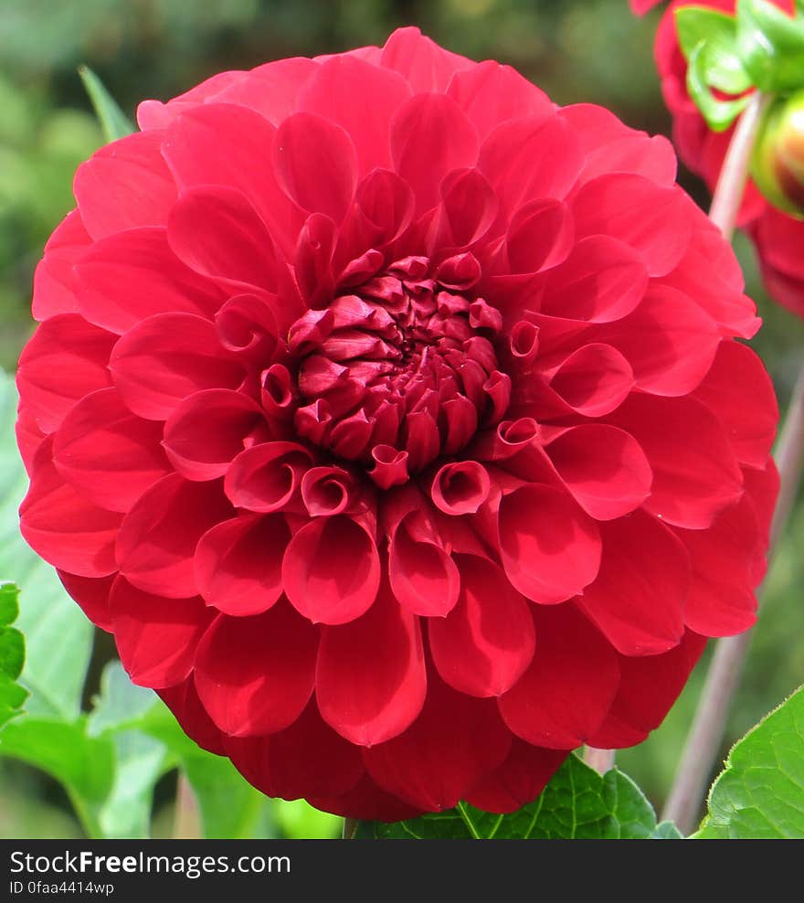 red pompom dahlia