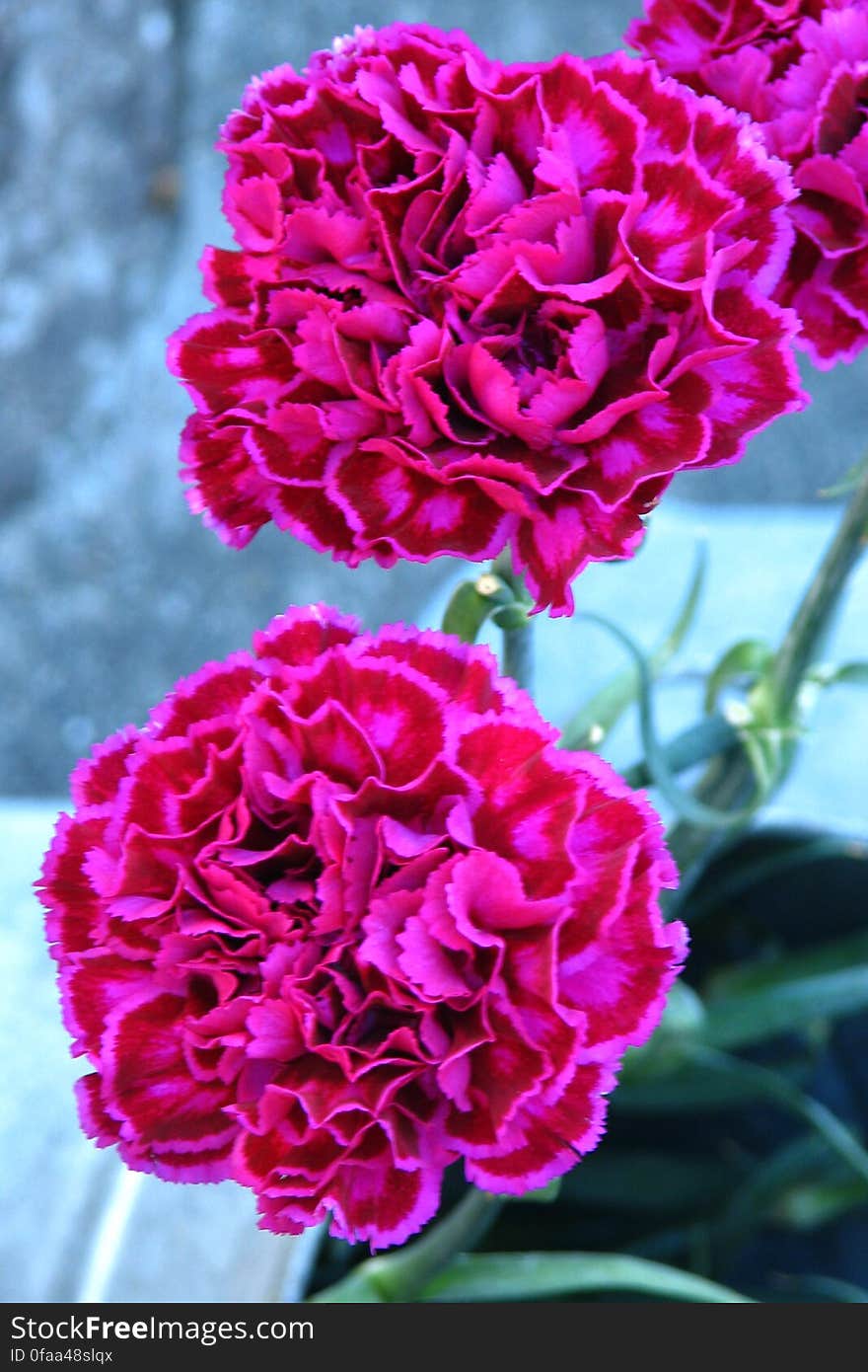 pink-and-red carnations