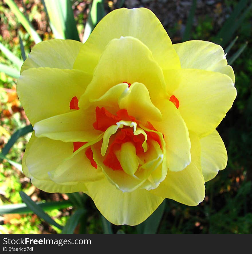 yellow double daffodil with red