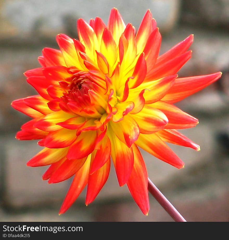 red and yellow cactus dahlia