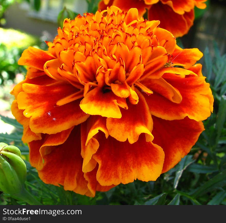 marigold 3