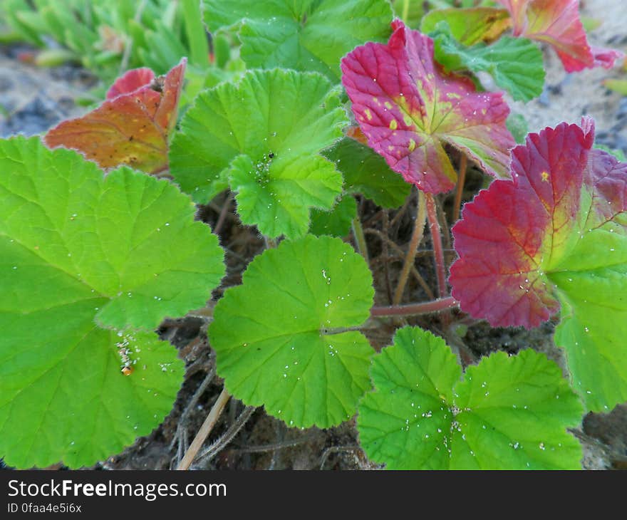 Beautiful colourful leaves of the Australian native geranium taken on South Durras beach, NSW Australia