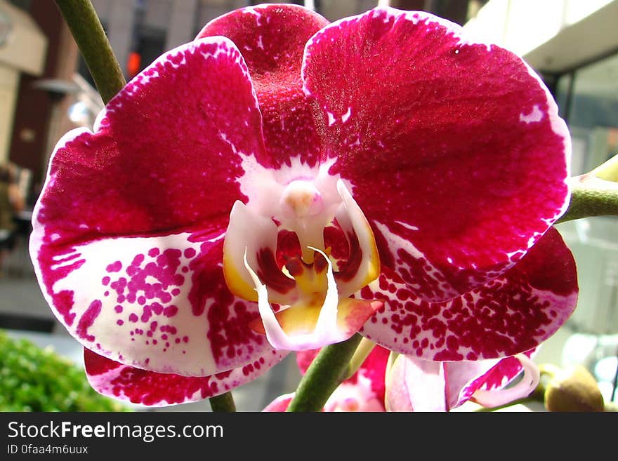 red orchid with white