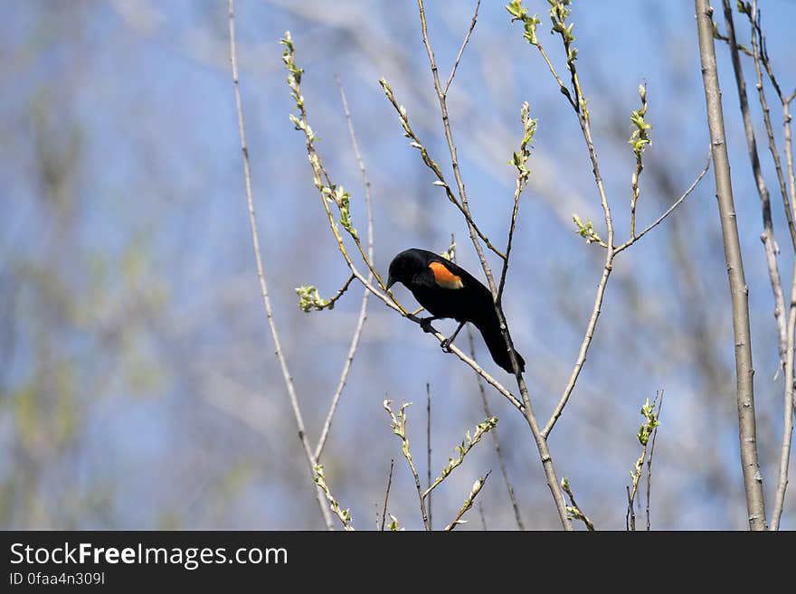 Oiseau &#x28;Carouge À Épaulettes&#x29; 160