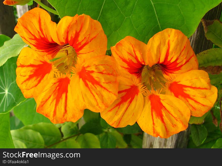 orange-and-red nasturtiums