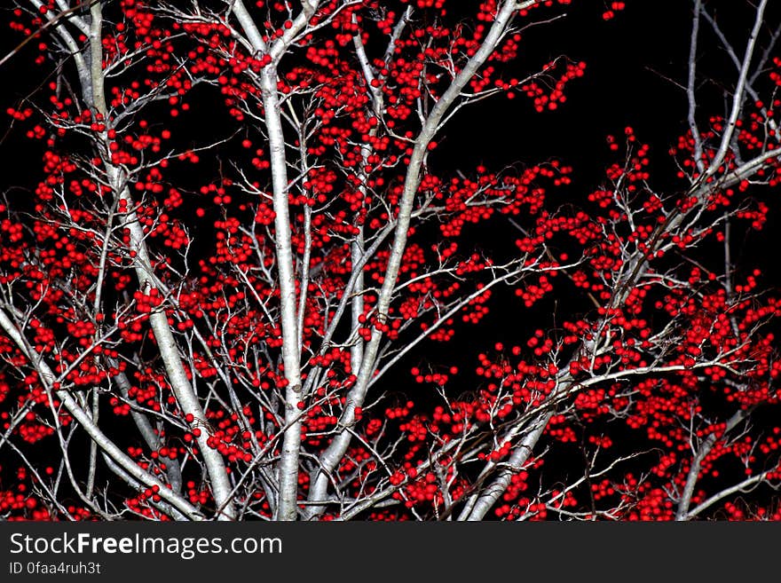 Red Ball Tree