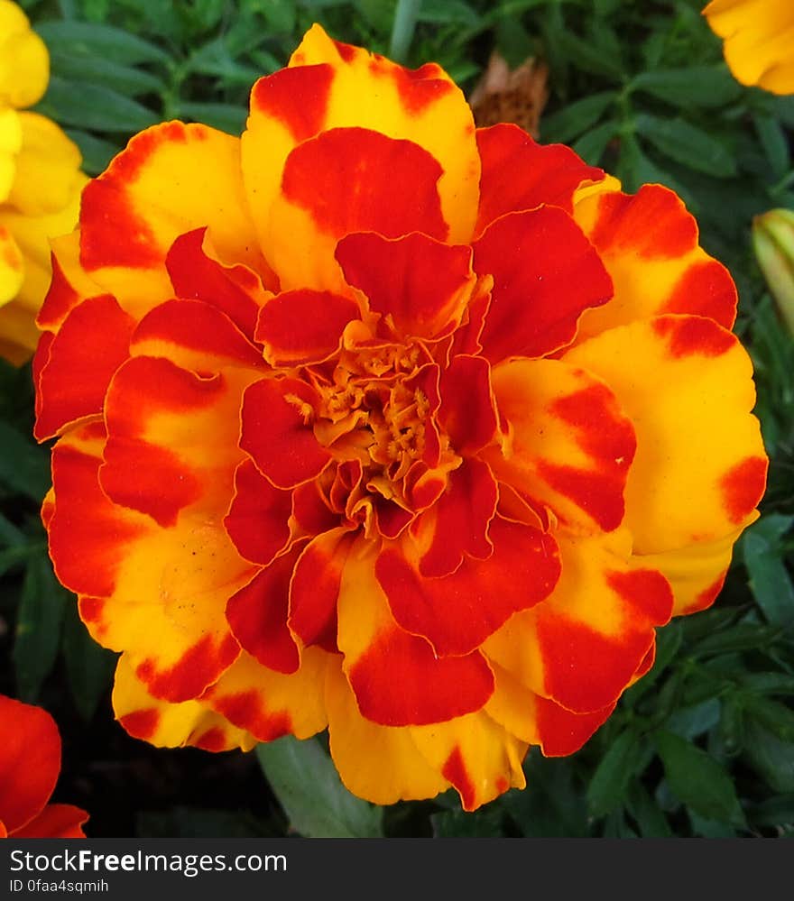 marigold 5