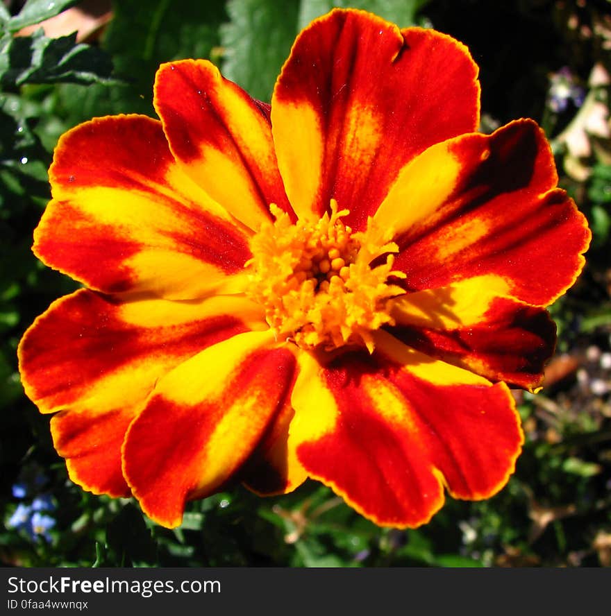 marigold 2