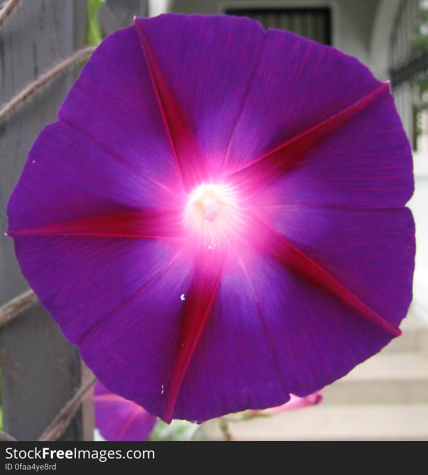 morning glories 2