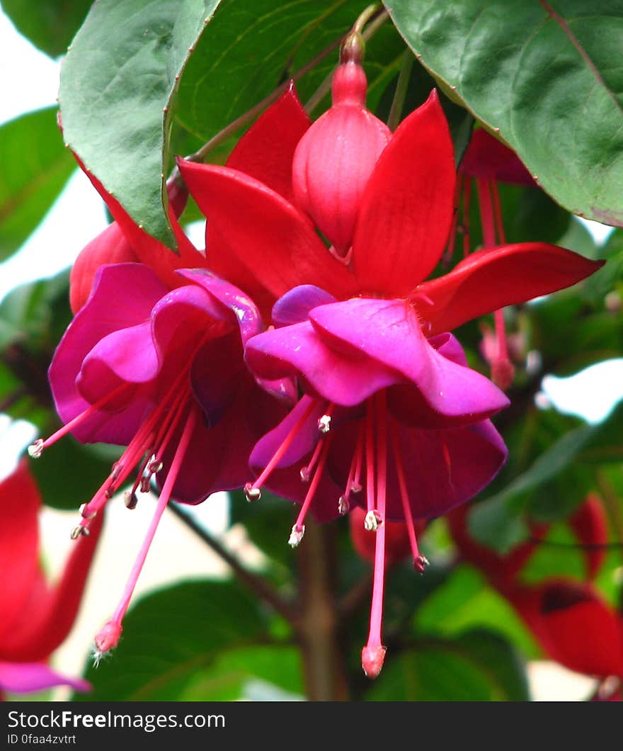 red-and-purple fuchsias