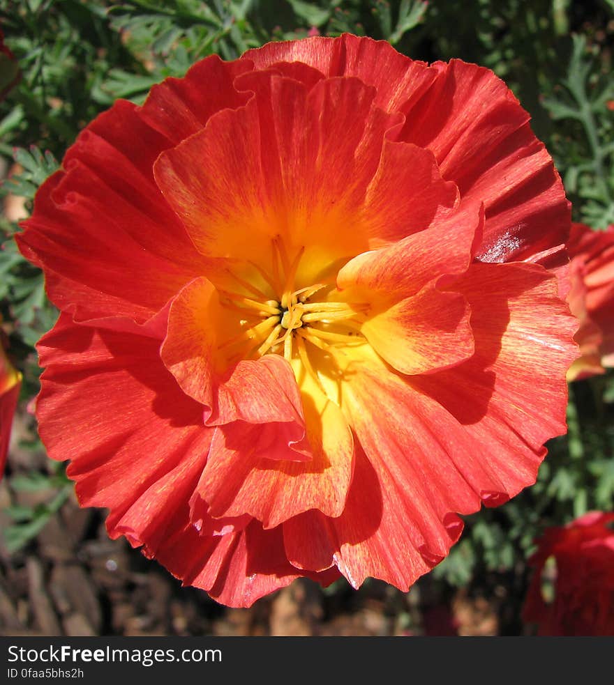 fluted salmon-colored poppy