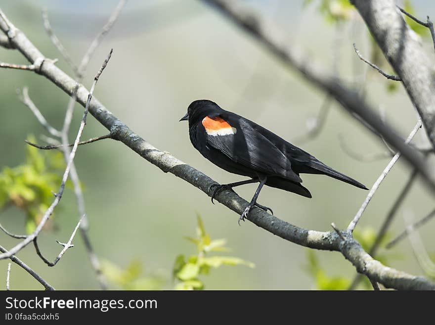 Oiseau &#x28;Carouge À Épaulettes&#x29; 178