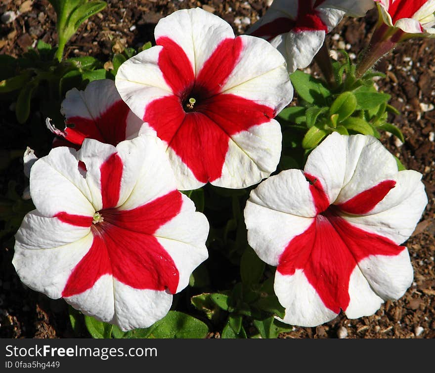 red-and-white pinwheel petunias