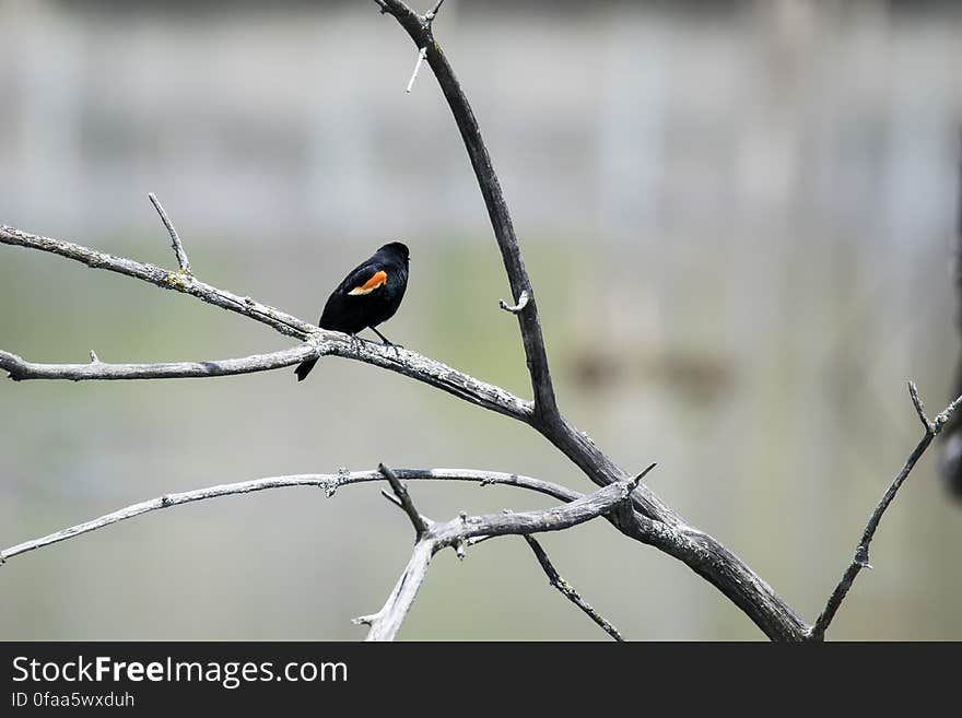 Oiseau &#x28;Carouge À Épaulettes&#x29; 173