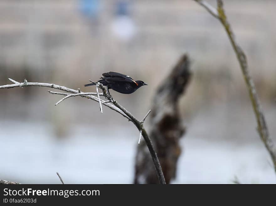 Oiseau &#x28;Carouge À Épaulettes&#x29; 176