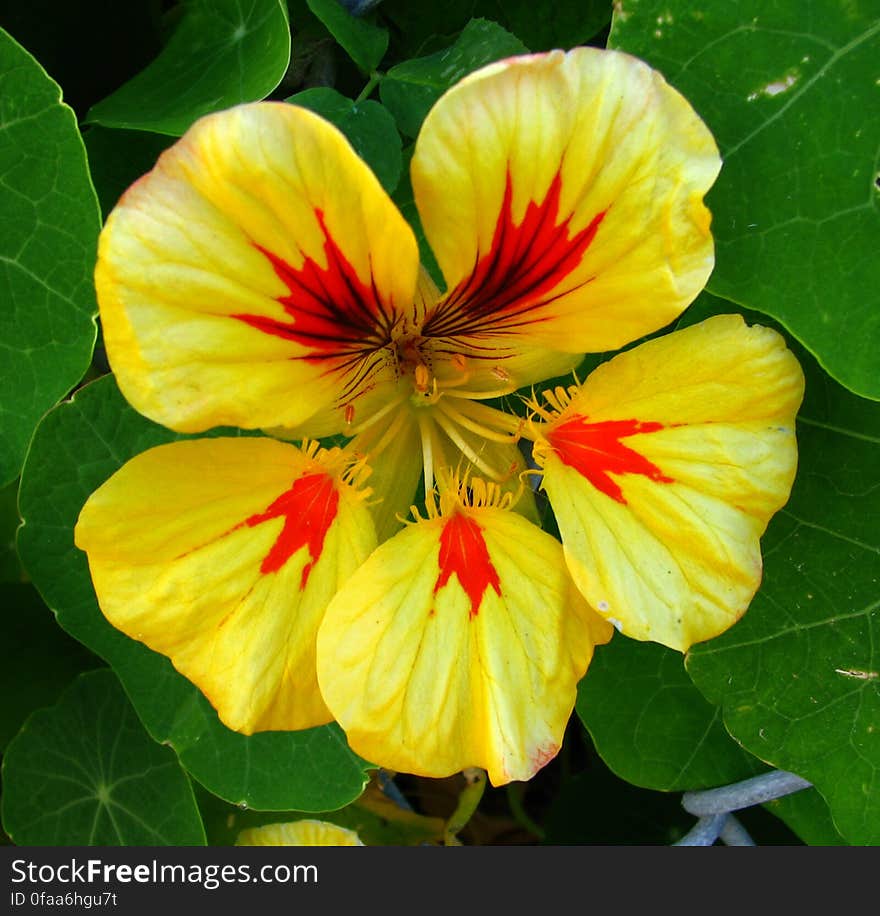 red and yellow nasturtium 1