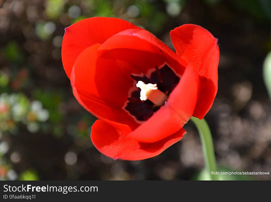 Spring Flower at sunny weather, beautiful HD Wallpeper. Spring Flower at sunny weather, beautiful HD Wallpeper