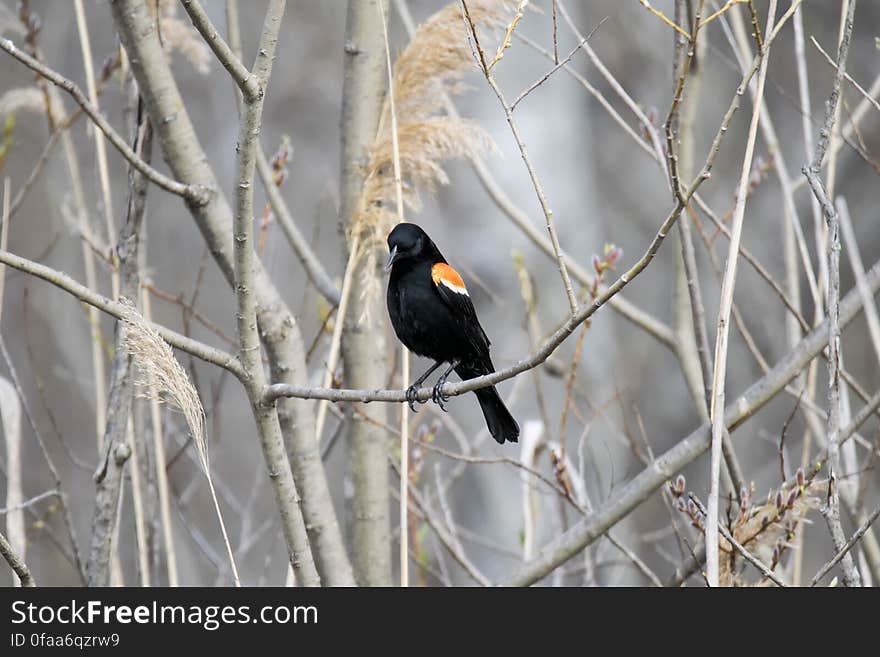 Oiseau &#x28;Carouge À Épaulettes&#x29; 146