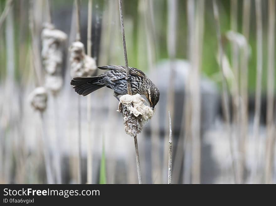 Oiseau &#x28;Carouge À Épaulettes&#x29; 202