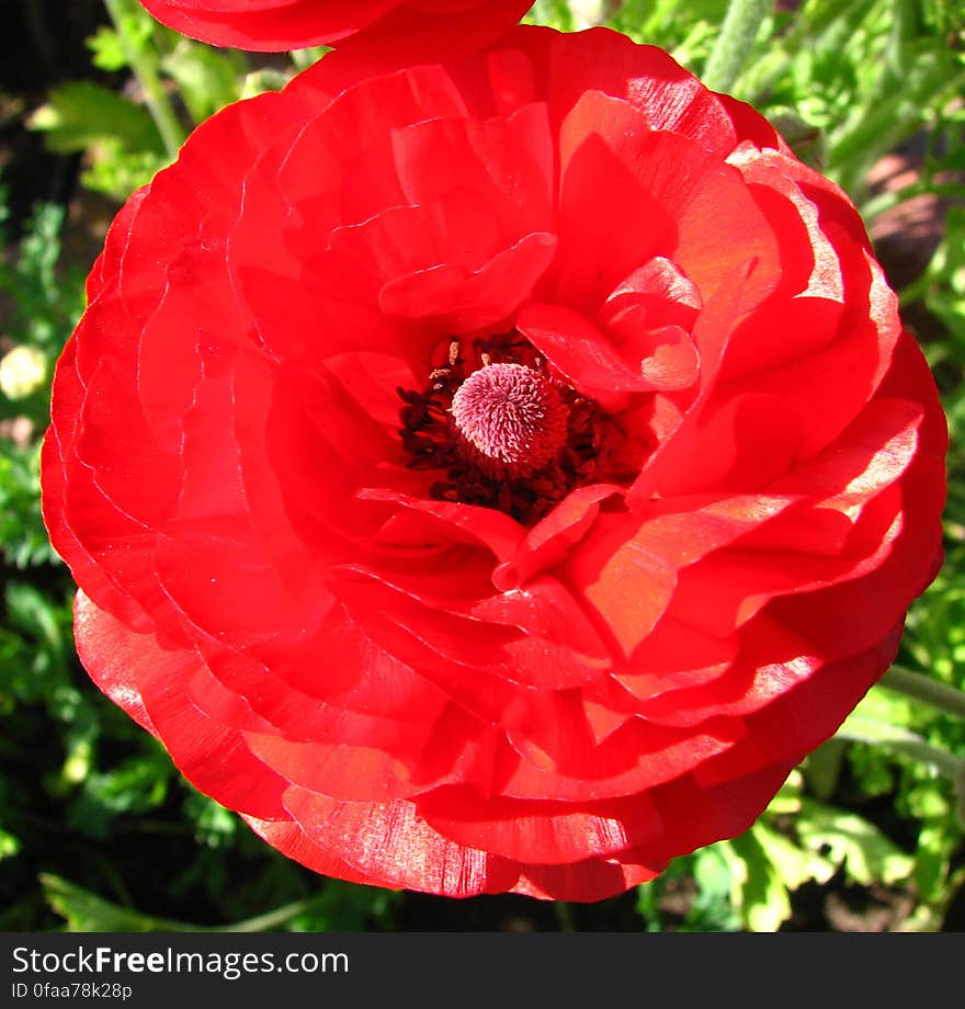 red ranunculus