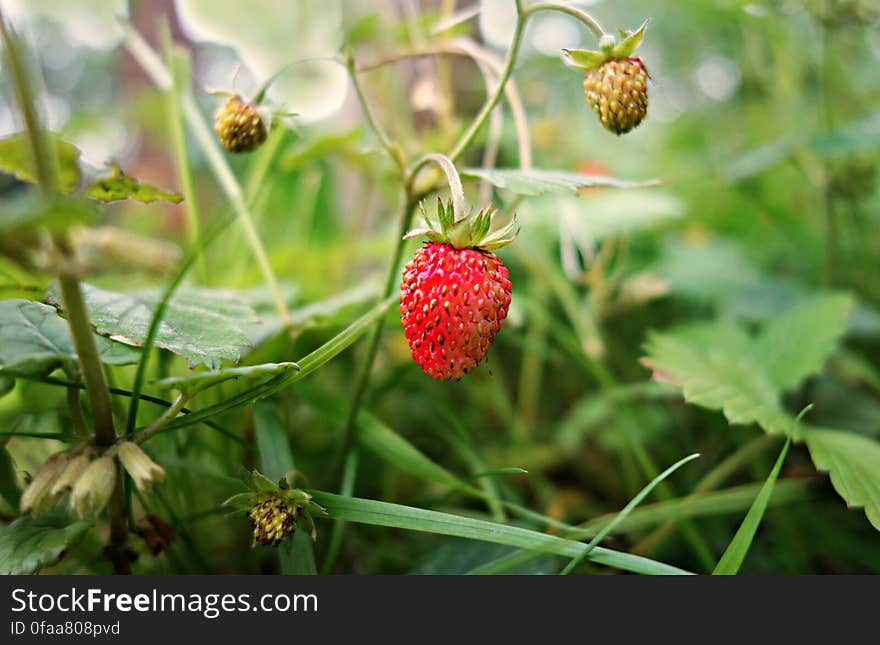 PUBLIC DOMAIN DEDICATION - digionbew 9. june - 17-06-16 Wild Strawberry - LOW RES DSC00552