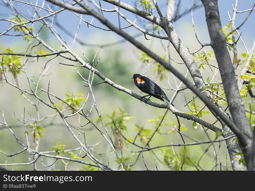 Oiseau &#x28;Carouge À Épaulettes&#x29; 177