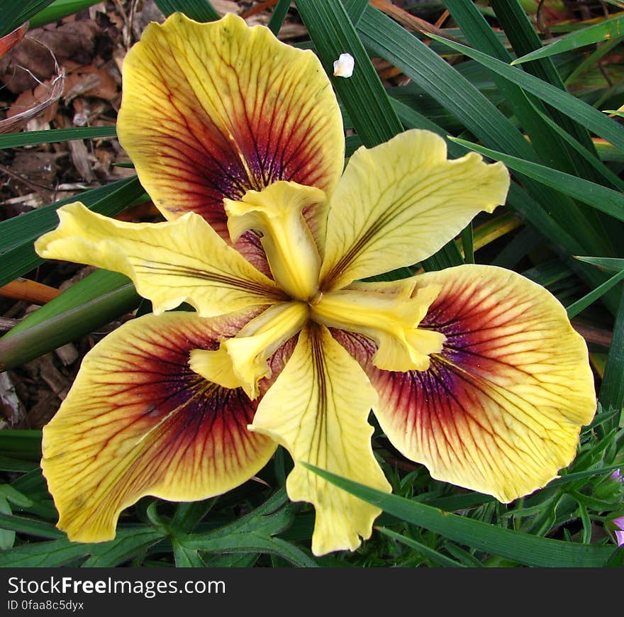 yellow-and-red dwarf iris