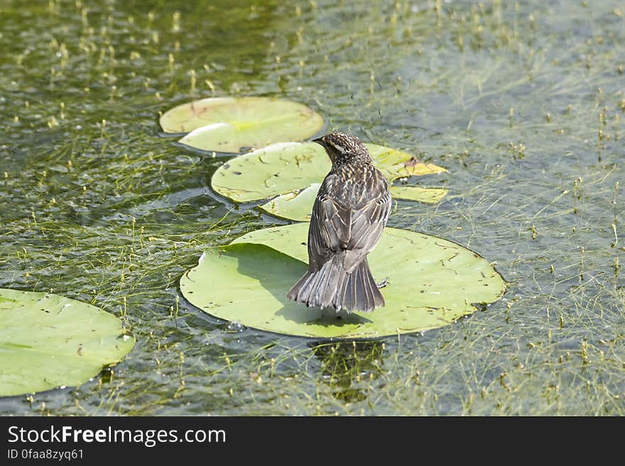 Oiseau &#x28;Carouge À Épaulettes&#x29; 253