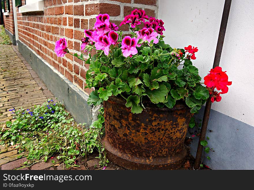 PUBLIC DOMAIN DEDICATION digionbew 10. june july Rusty pot of flowers LOW RES DSC03585