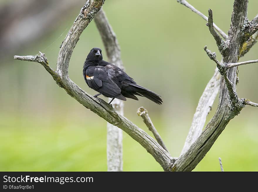 Oiseau &#x28;Carouge À Épaulettes&#x29; 295