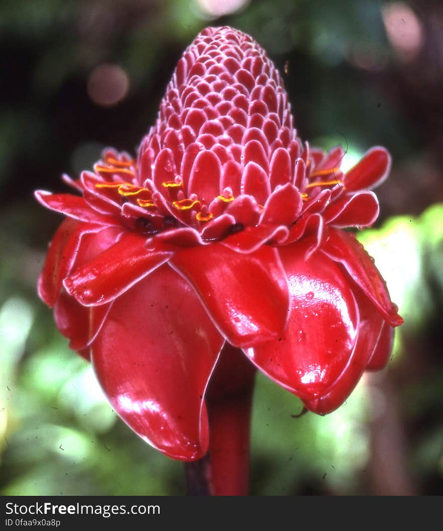 torch ginger