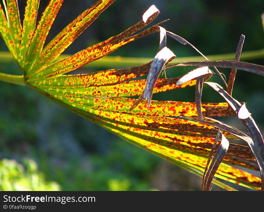 damaged frond