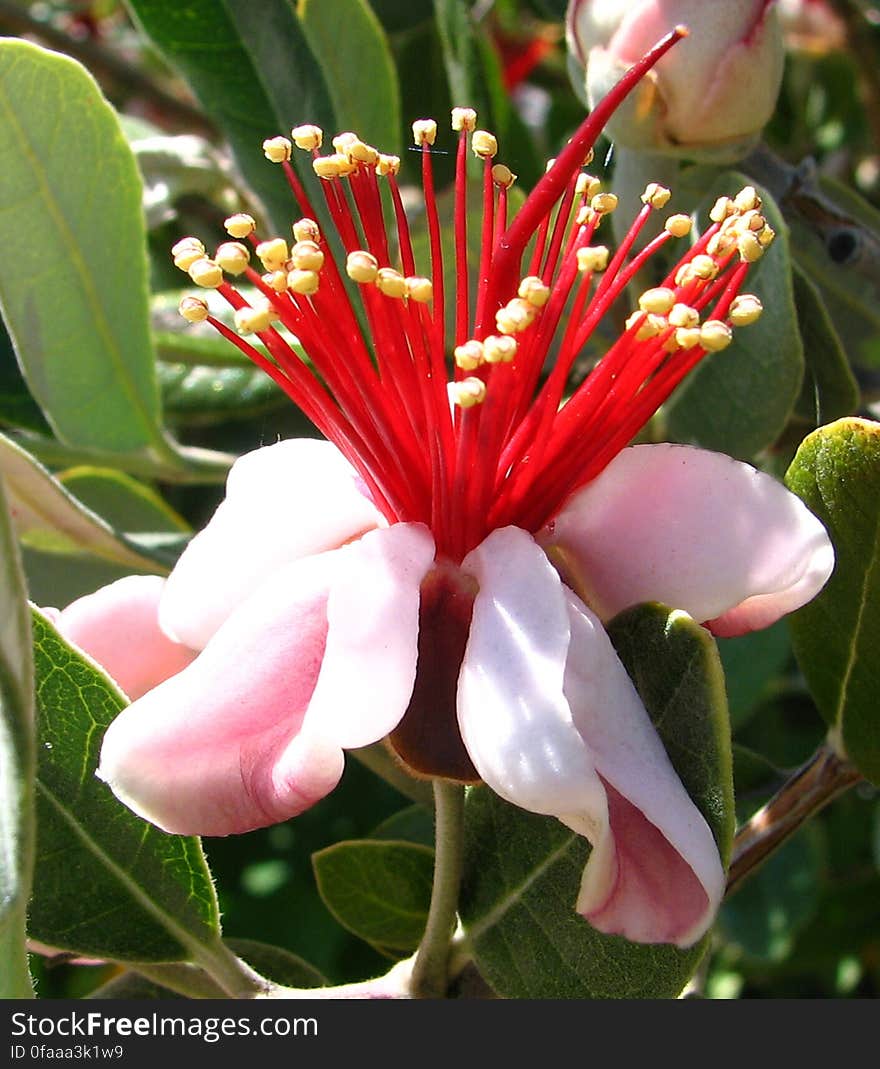 pink-and-red flower