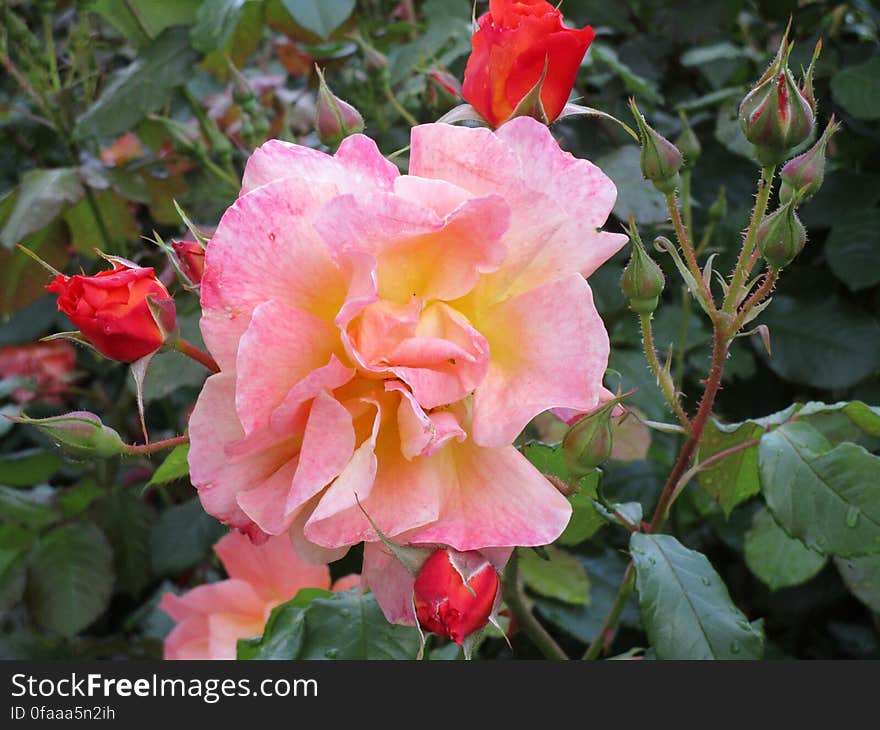 Flower, Plant, Botany, Hybrid tea rose, Petal, Pink