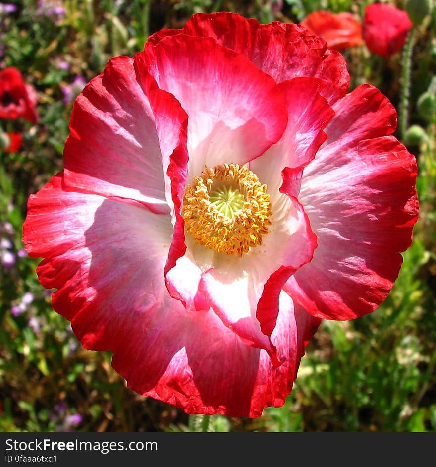 red-and-white poppy