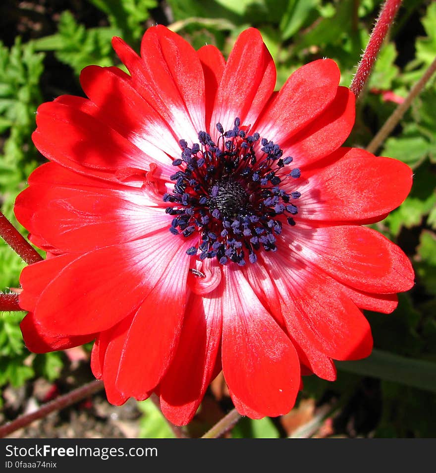 red-and-white flower