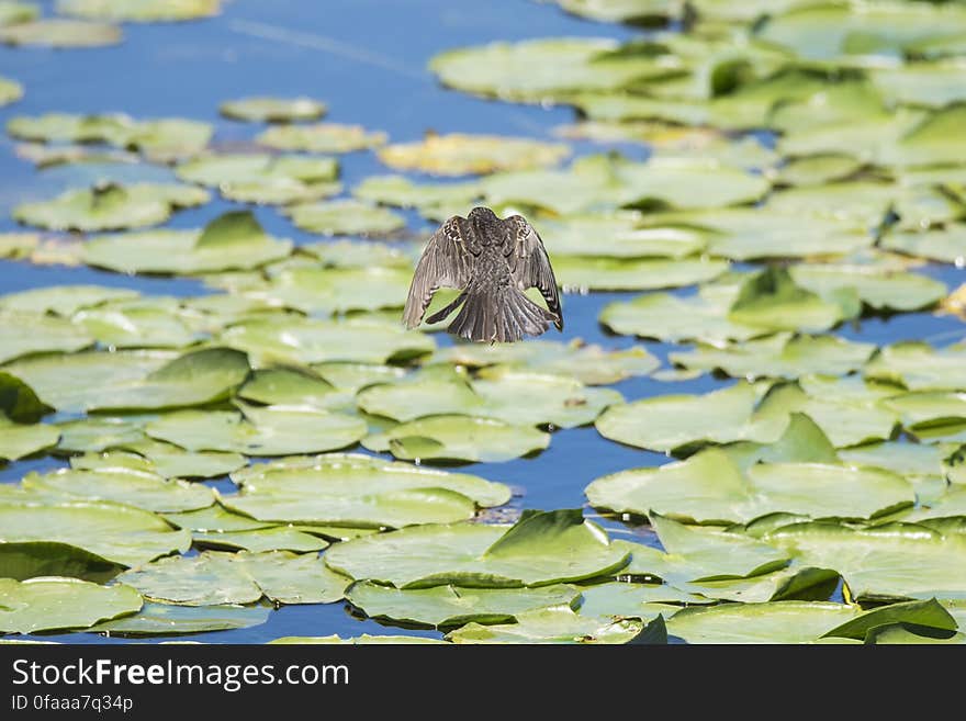 Oiseau &#x28;Carouge À Épaulettes&#x29; 285