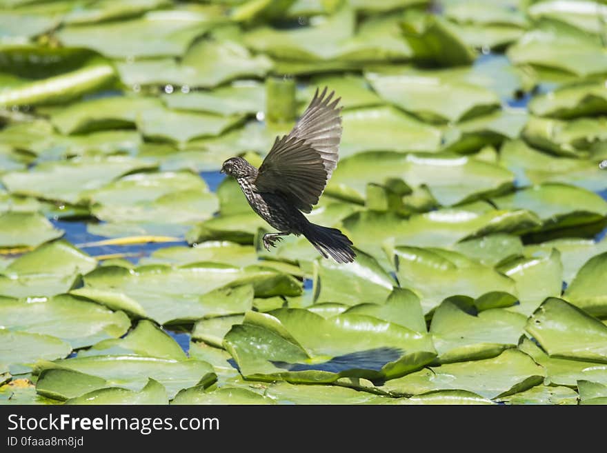 Oiseau &#x28;Carouge À Épaulettes&#x29; 274