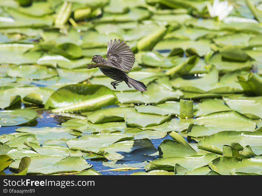 Oiseau &#x28;Carouge À Épaulettes&#x29; 275