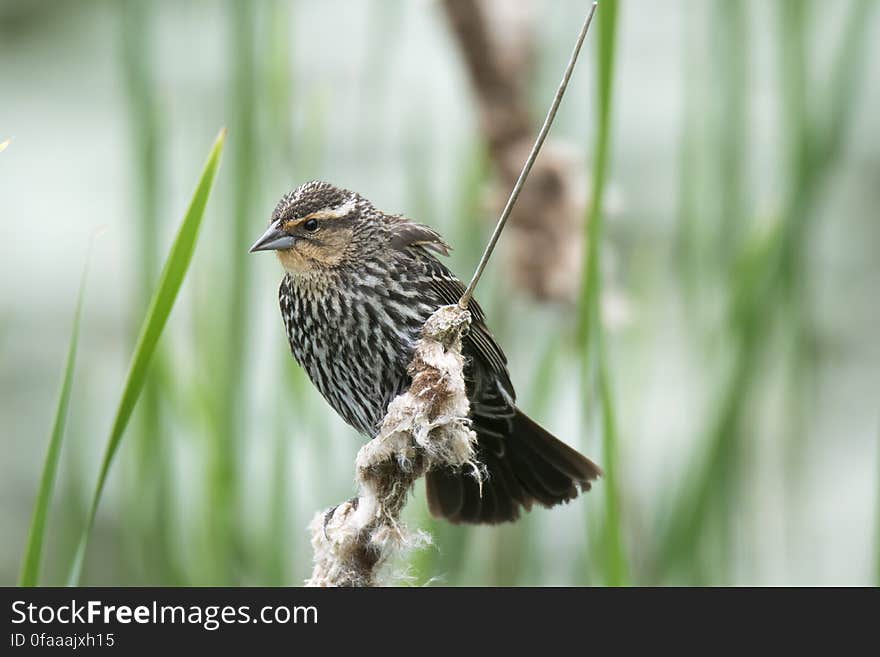 Oiseau &#x28;Carouge À Épaulettes&#x29; 244