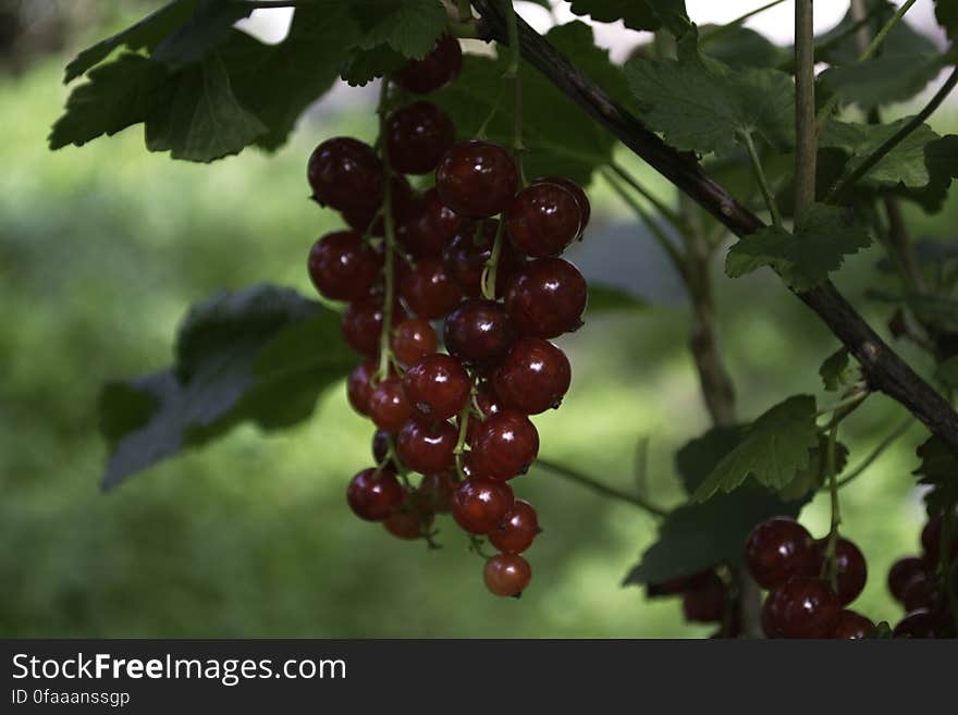 Currant