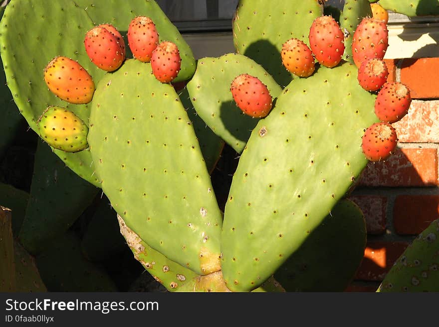 prickly-pear feet