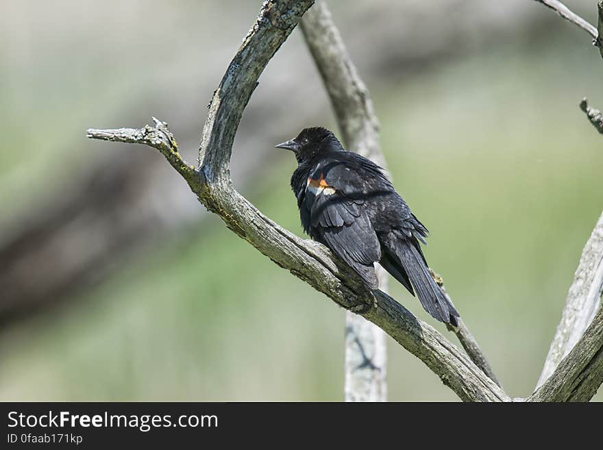 Oiseau &#x28;Carouge À Épaulettes&#x29; 289